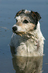 bathing Parson Russell Terrier