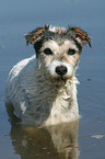 bathing Parson Russell Terrier