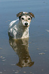 bathing Parson Russell Terrier