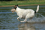 running Parson Russell Terrier