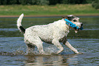 playing Parson Russell Terrier