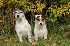 2 Parson Russell Terrier