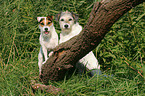 2 Parson Russell Terrier