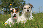 2 Parson Russell Terrier