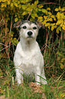 sitting Parson Russell Terrier