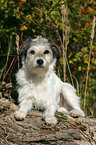 lying Parson Russell Terrier