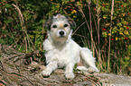 lying Parson Russell Terrier