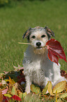 sitting Parson Russell Terrier