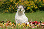 sitting Parson Russell Terrier