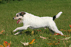 running Parson Russell Terrier