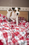 Parson Russell Terrier