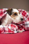 Parson Russell Terrier Portrait