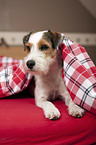 lying Parson Russell Terrier