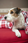 lying Parson Russell Terrier