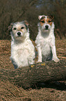 2 Parson Russell Terrier