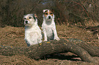 2 Parson Russell Terrier