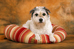 lying Parson Russell Terrier in basket