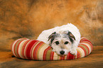 lying Parson Russell Terrier