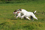 running Parson Russell Terrier