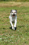 running Parson Russell Terrier