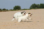 running Parson Russell Terrier