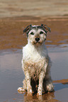 sitting Parson Russell Terrier