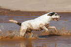 running Parson Russell Terrier