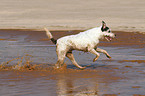 running Parson Russell Terrier