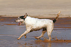 running Parson Russell Terrier