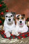 2 Parson Russell Terrier at christmas