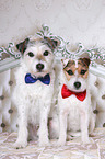 Jack & Parson Russell Terrier