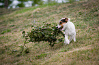 Parson Russell Terrier plays with branch