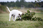 Parson Russell Terrier plays with branch