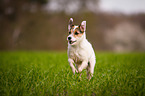 running Parson Russell Terrier