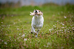 running Parson Russell Terrier