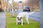 peeing Parson Russell Terrier