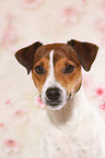 Parson Russell Terrier Portrait