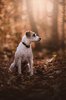 sitting Parson Russell Terrier