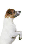 Parson Russell Terrier in front of white background