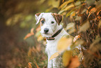 Parson Russell Terrier Portrait