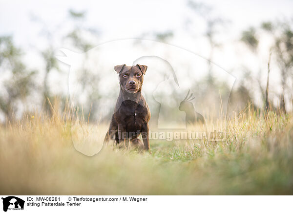 sitting Patterdale Terrier / MW-08281