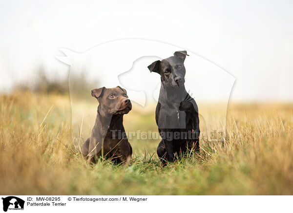 Patterdale Terrier / MW-08295
