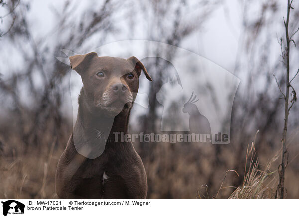 brown Patterdale Terrier / MW-17021