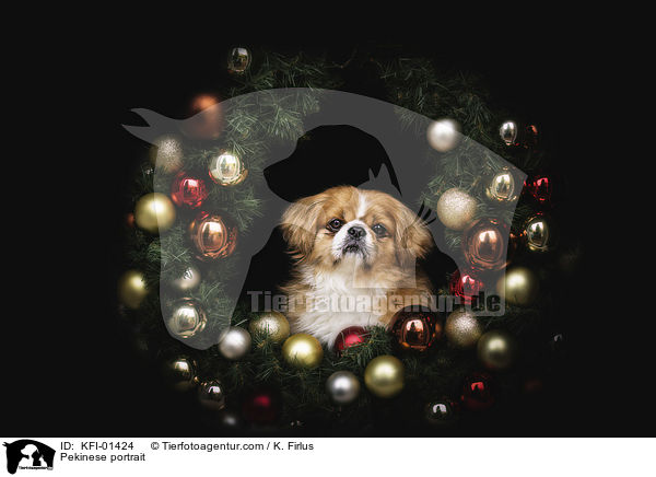 Pekinese portrait / KFI-01424