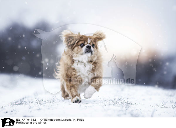 Pekinese in the winter / KFI-01742