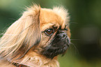 Pekingese Portrait