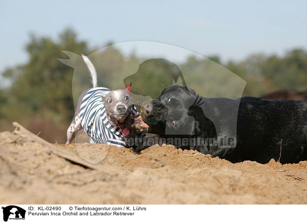 Peruanischer Nackthund und Labrador Retriever / Peruvian Inca Orchid and Labrador Retriever / KL-02490