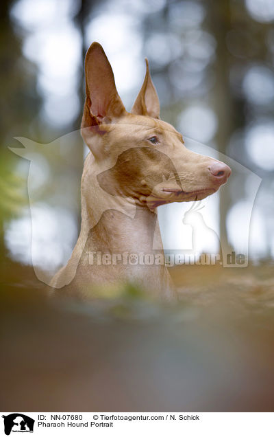 Pharaonenhund Portrait / Pharaoh Hound Portrait / NN-07680