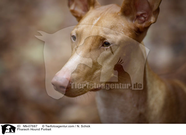 Pharaonenhund Portrait / Pharaoh Hound Portrait / NN-07687