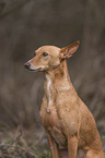 Podenco Andaluz